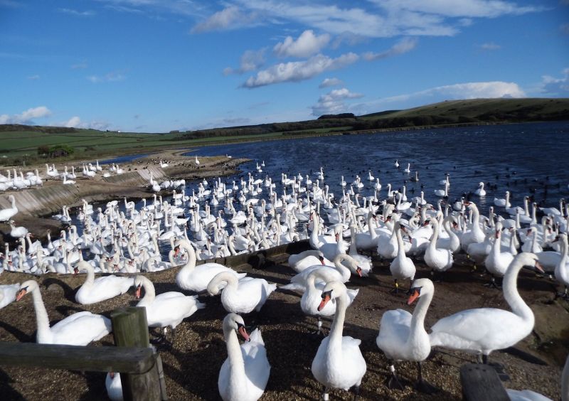 Landausflüge in Portland (England) zur Abbotsbury Swannery