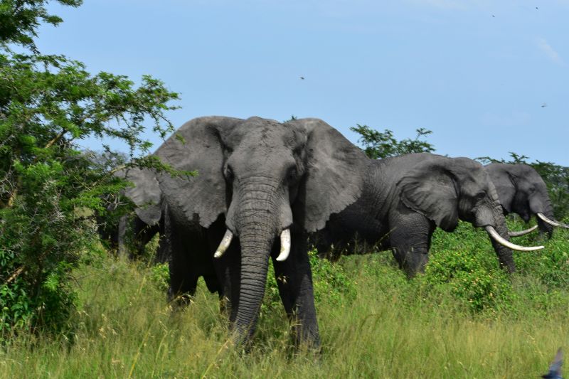 Addo Elephant National Park