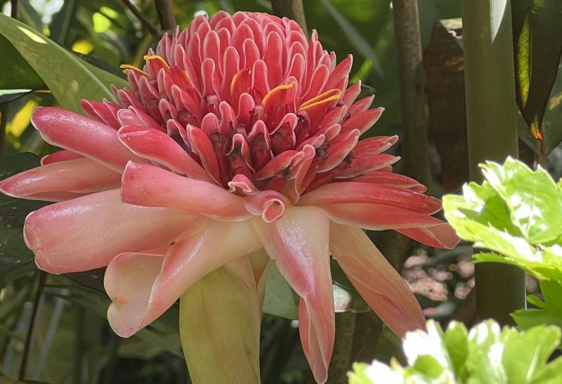 Blüte eines Fackel-Ingwers