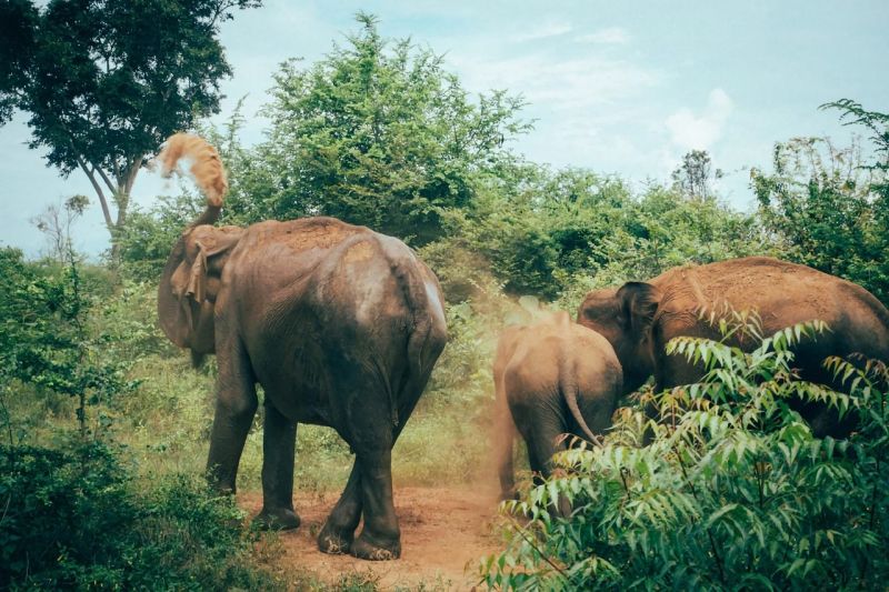 Landausflüge in Hambantota zu den Elefanten von Udawalawe