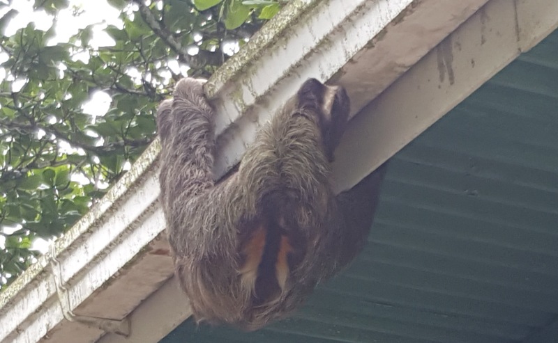 Faultiere in Costa Rica