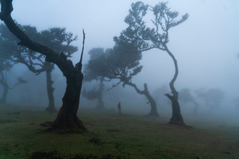 Dichter Nebel im Feenwald Fanal auf Madeira
