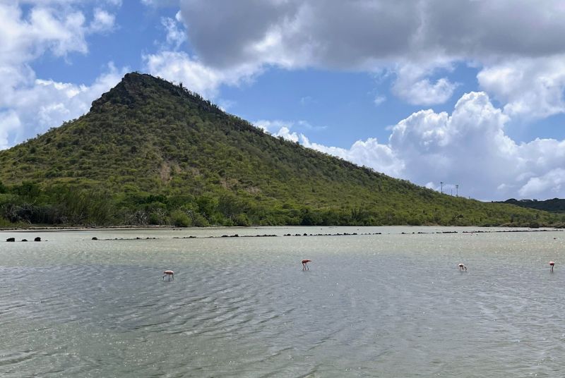 Flamingo Habitat auf Curaçao