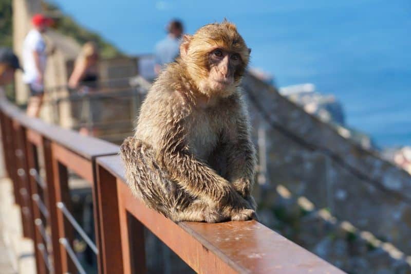 Landausflüge in Gibraltar auf eigene Faust