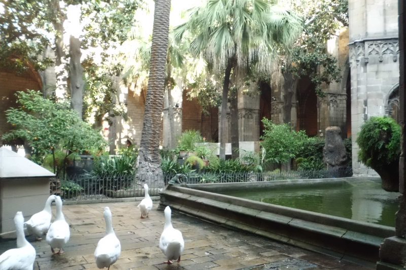 In der Kathedrale leben Gänse