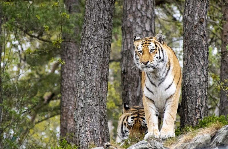 Dyrepark Erlebnispark
