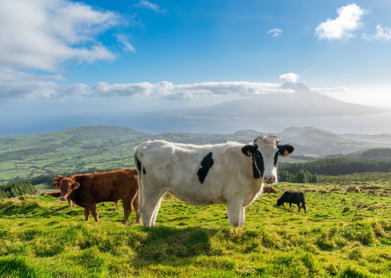 Landausflüge auf Terceira auf eigene Faust