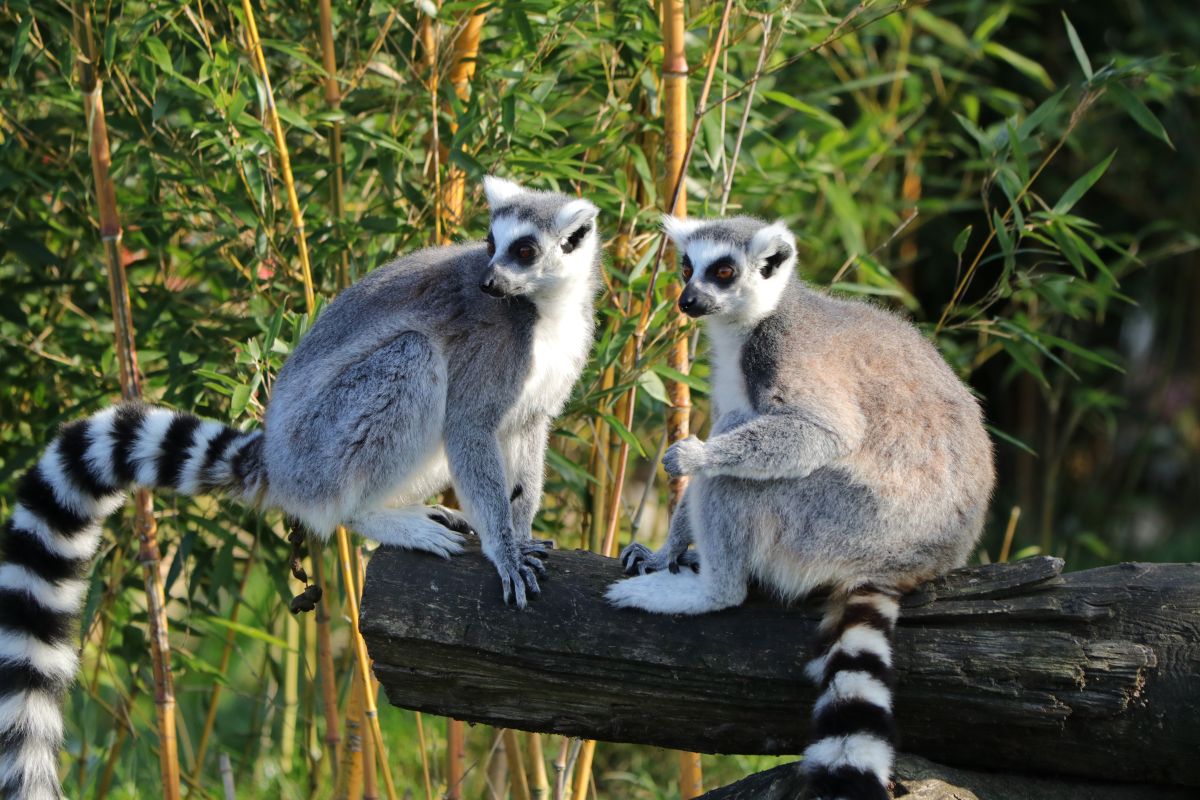 Nosy Be (Madagaskar) Landausflüge