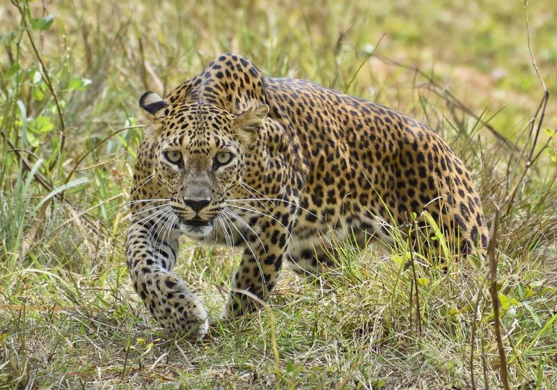 Leopard im Yala Nationalpark