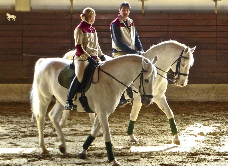 Lipizzaner