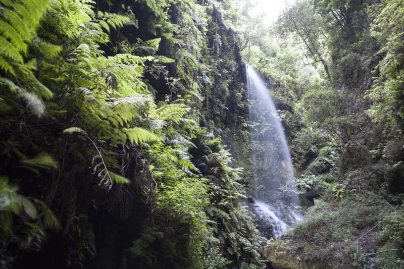 Lorbeerwald von Los Tilos de Moya auf Gran Canaria