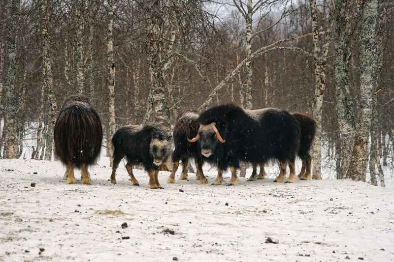 Moschusochsen im Polar Park