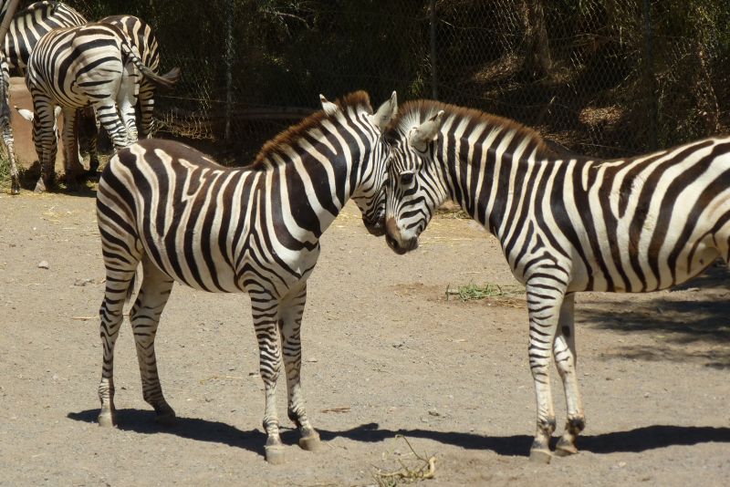 Zebras im Oasis Park auf Fuerteventura