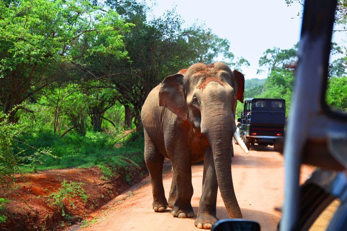 Safari im Yala-Nationalpark (Sri Lanka)