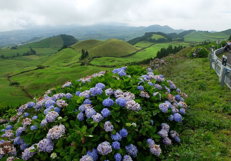 Hortensien wachsen auf der Azoreninsel São Miguel besonders gut
