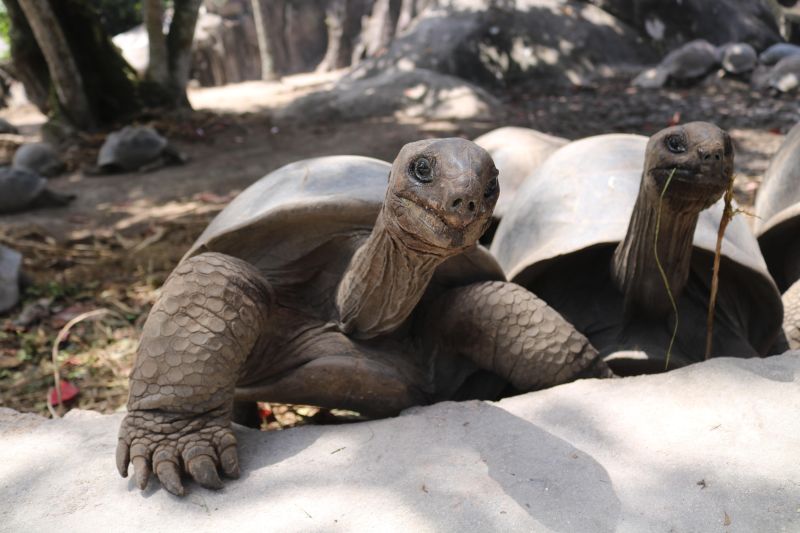Seychellen-Riesenschildkröten gibt es auch auf La Digue