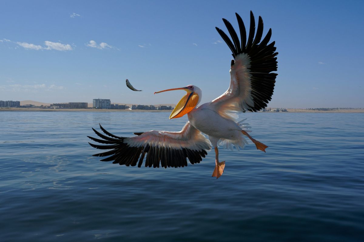 Landausflüge Walvis Bay