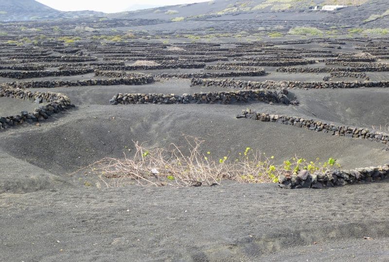 Weinbau auf Lanzarote